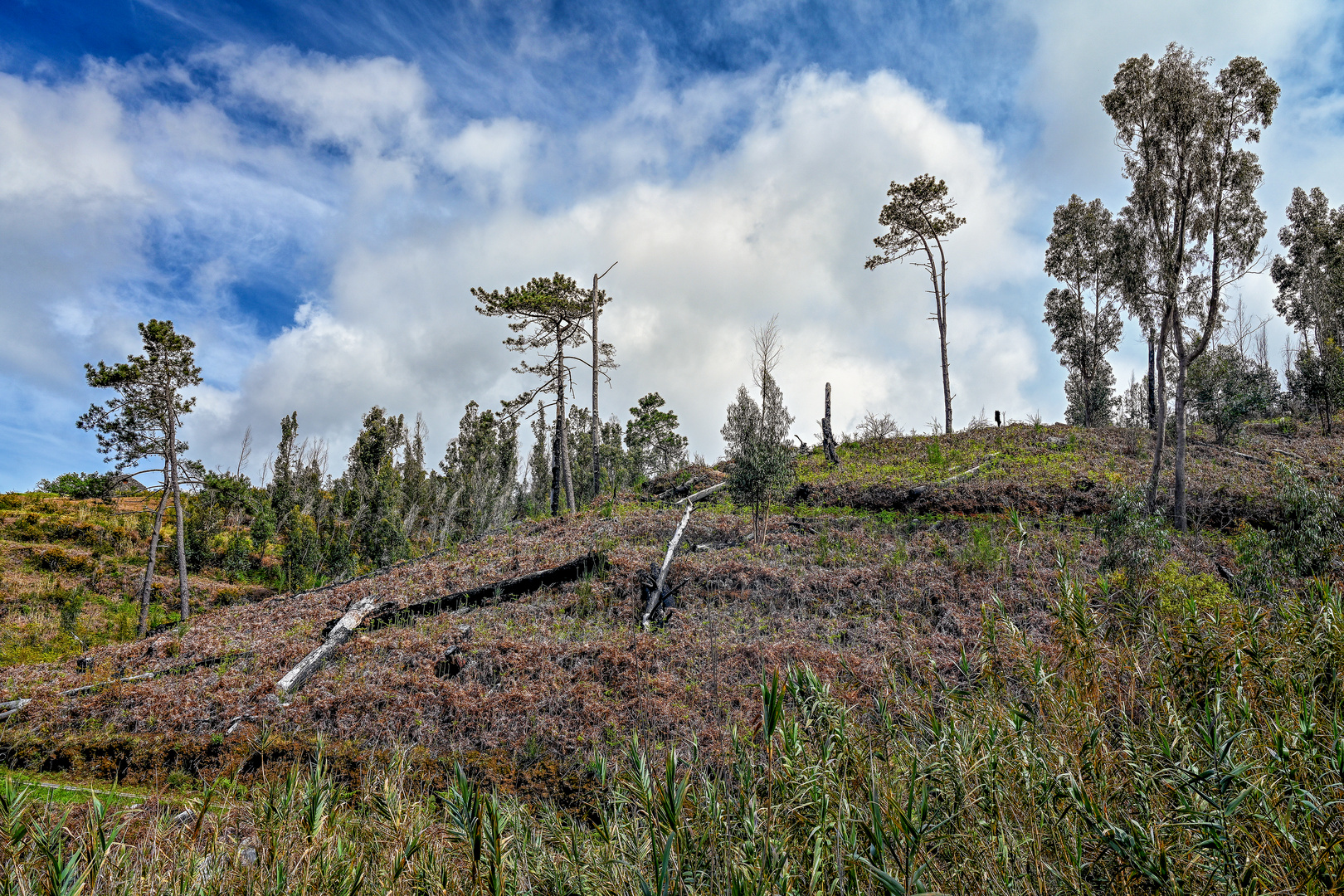 Was nach dem Waldbrand übrig blieb 01