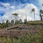 Was nach dem Waldbrand übrig blieb 01