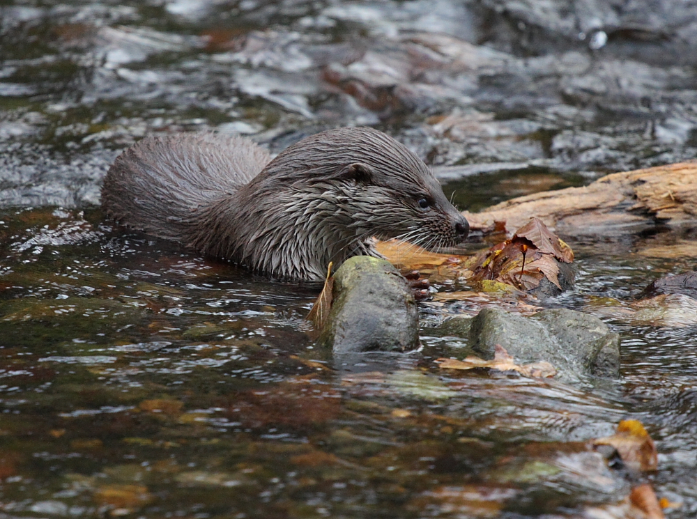 Was neues vom Otter