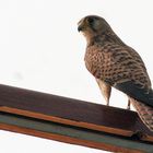 was nicht alle passiert beim frühstücken auf dem balkon in luxor