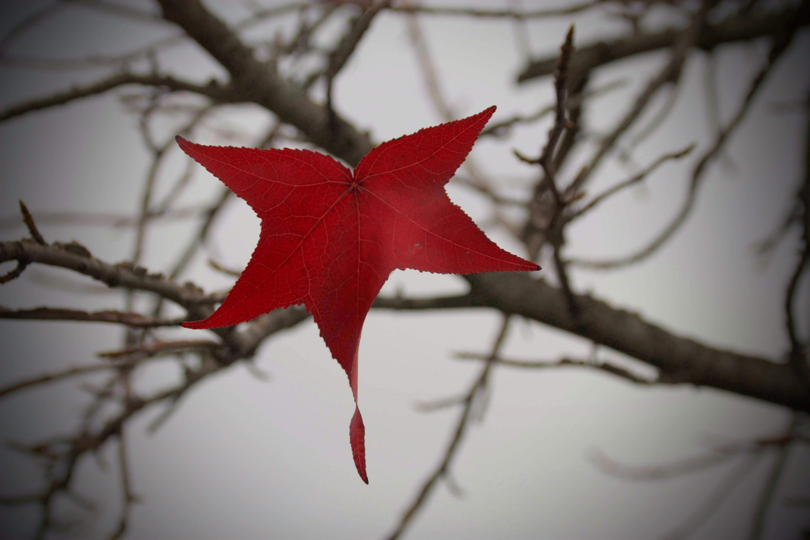 Was nicht der Herbst im Sturm genommen...