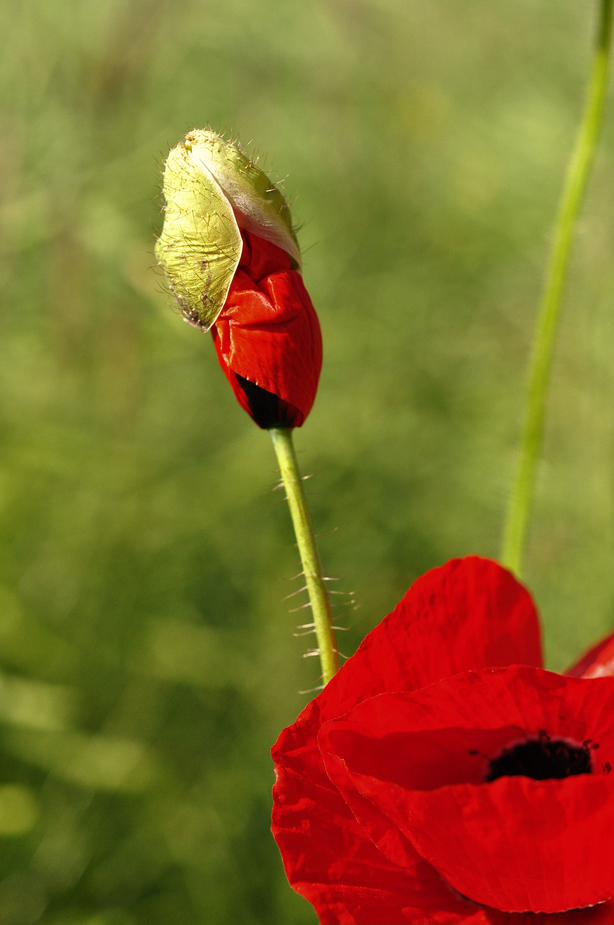 Was nun?.....Mohn-Hut..... oder Hut-Mohn?