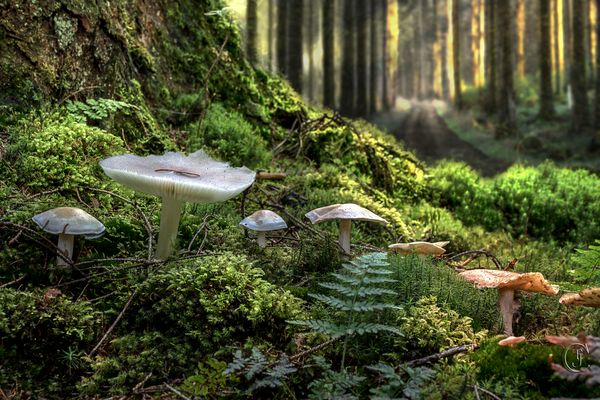 Was Pilze betrifft ...