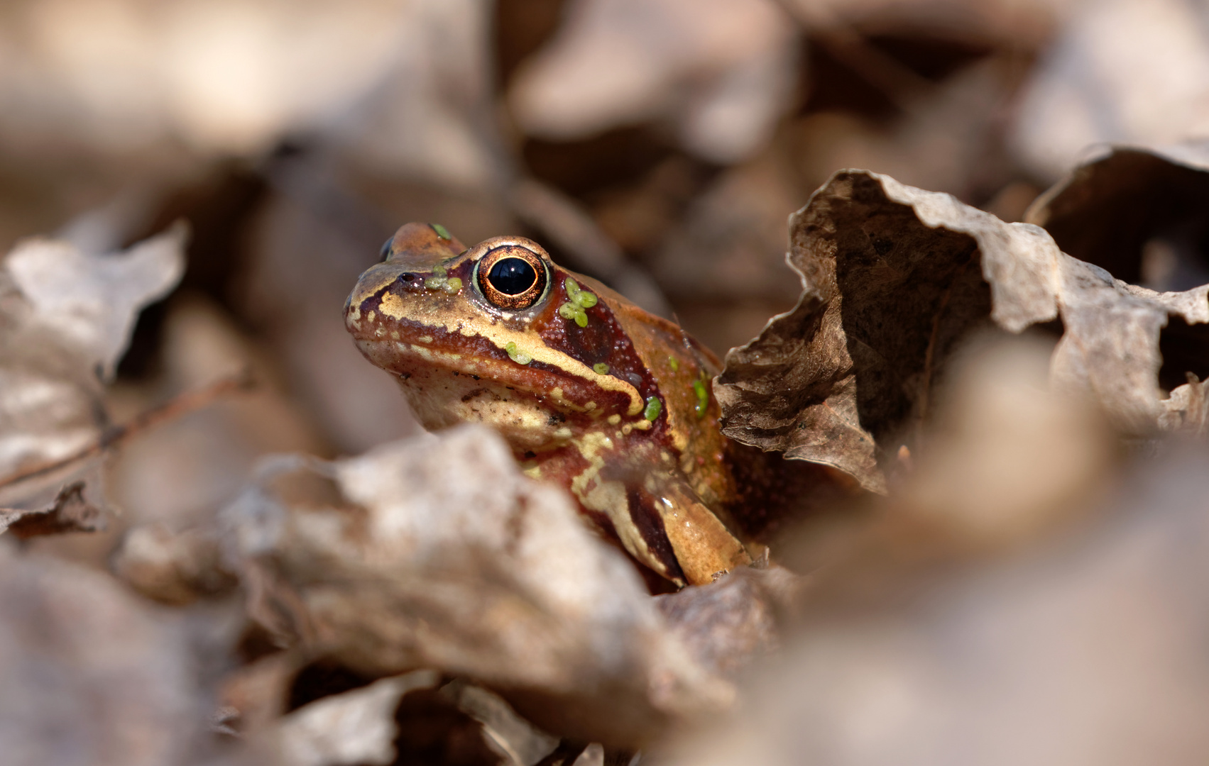 Was raschelt da im Laub? Grasfrosch (Rana temporaria)