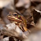 Was raschelt da im Laub? Grasfrosch (Rana temporaria)