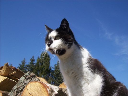 Was raschelt denn da?