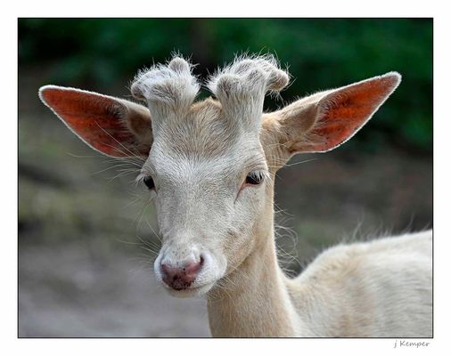 - was raschelt denn da? -