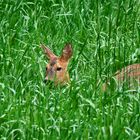 "WAS RASCHELT DENN IM GRAS"?