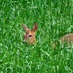 "WAS RASCHELT DENN IM GRAS"?