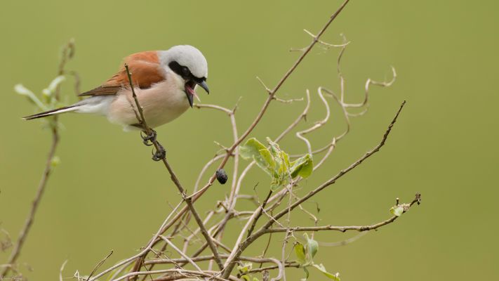 was raus muss, muss raus......