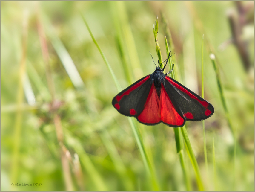 Was Rotes im Grünen