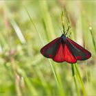 Was Rotes im Grünen