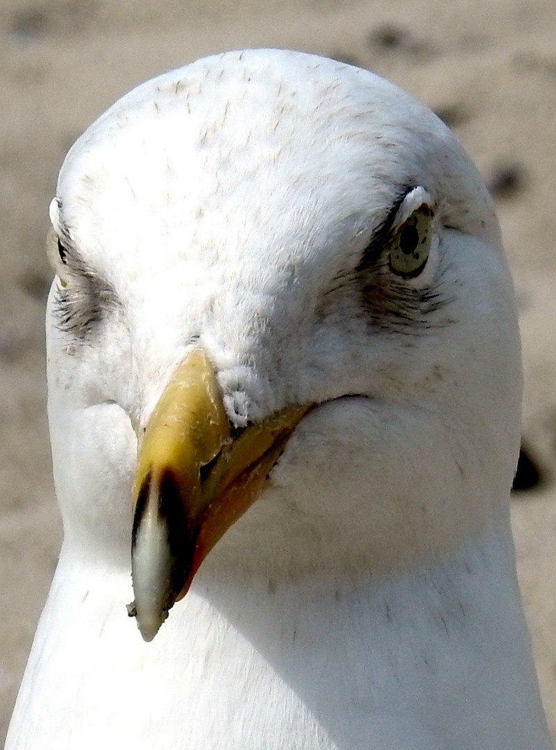 Was sagen und denken diese Augen ?