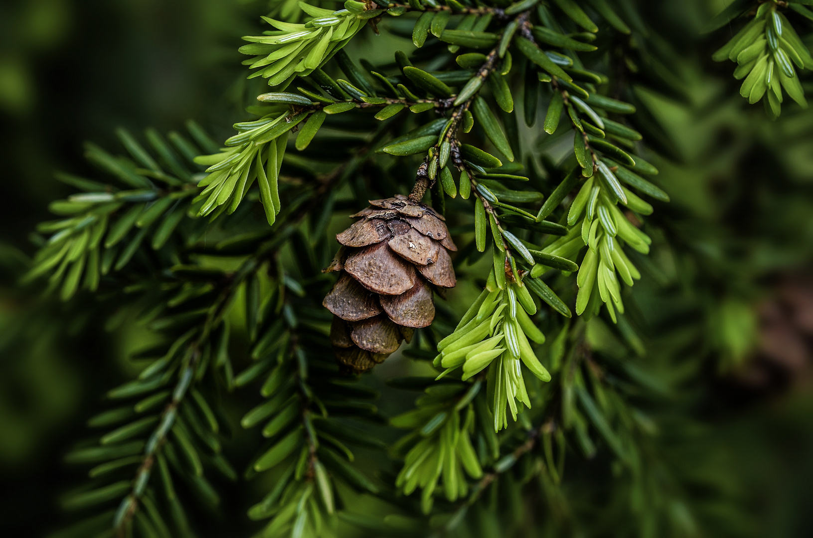 Was sagt der Engländer wenn er einen Tannenbaum möchte?