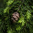 Was sagt der Engländer wenn er einen Tannenbaum möchte?