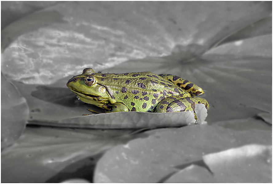 Was sagt der Wetterfrosch ?