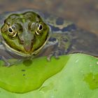 "Was sagt eigentlich der Wetterfrosch....?"