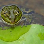 "Was sagt eigentlich der Wetterfrosch....?"