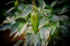 Was scharfes zum wärmen