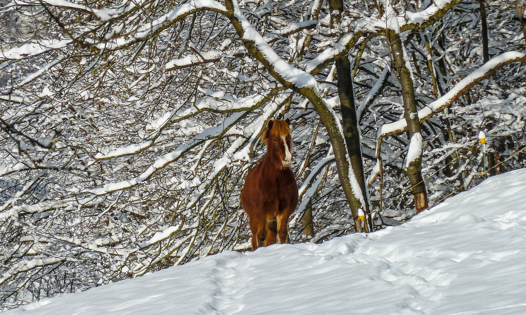 Was schaust so?...hast noch nie ein Pferd im Schnee gesehen?