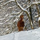 Was schaust so?...hast noch nie ein Pferd im Schnee gesehen?