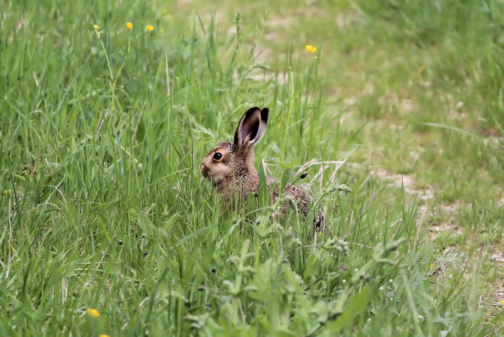 Was schaut denn da aus dem Gras..