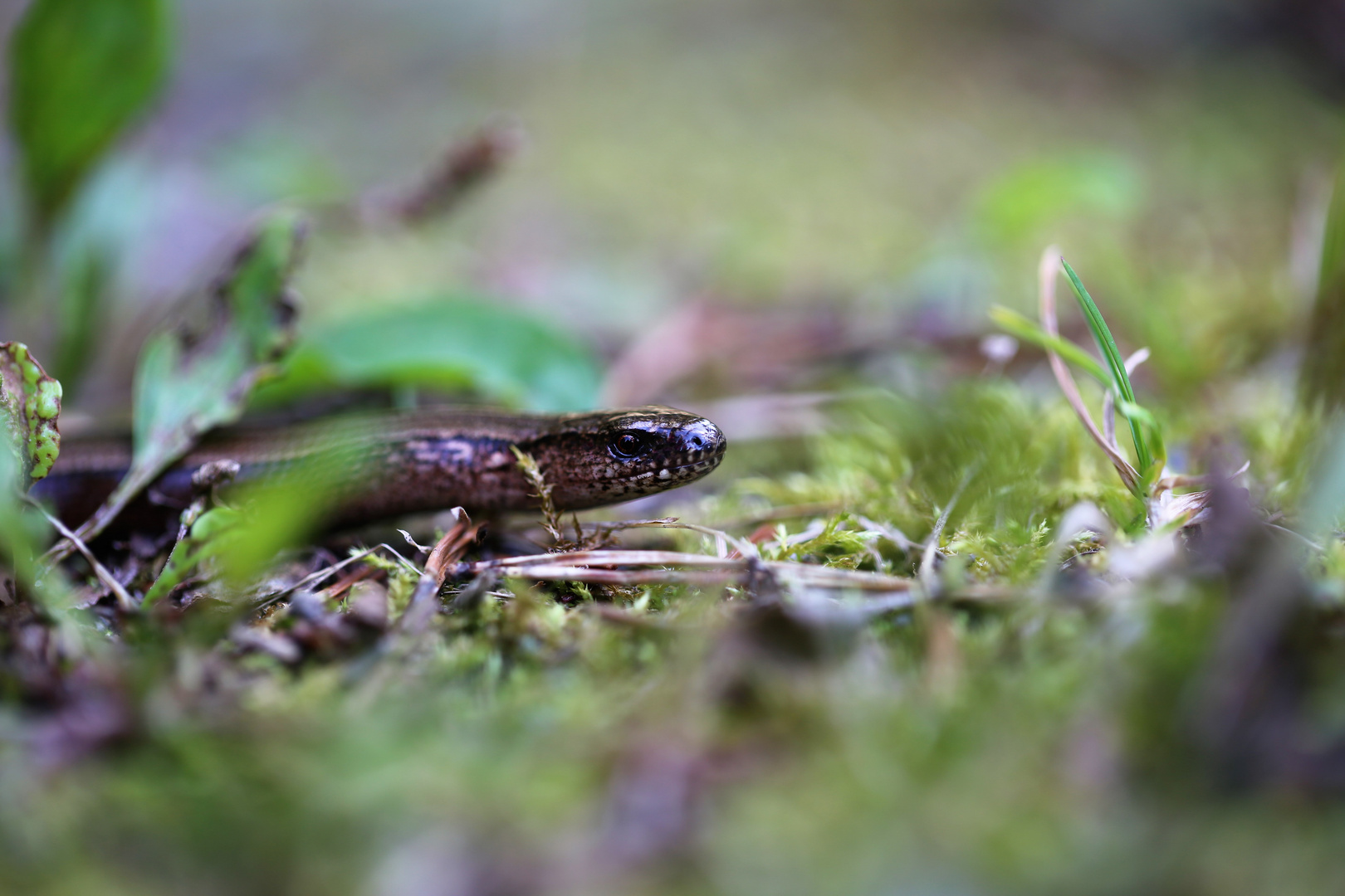 Was schlängelt da im Garten