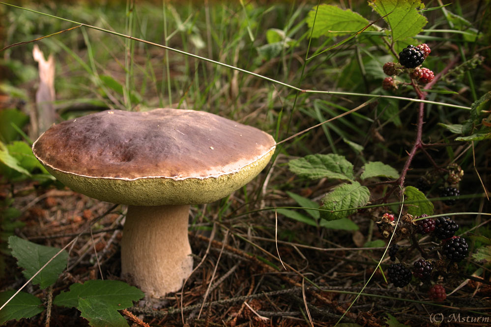 Was schmeckt besser? - ODER - Wo ist der Fuchsbandwurm?