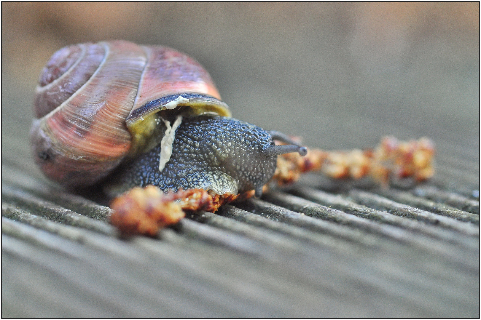 Was Schnecken so alles verzehren ...