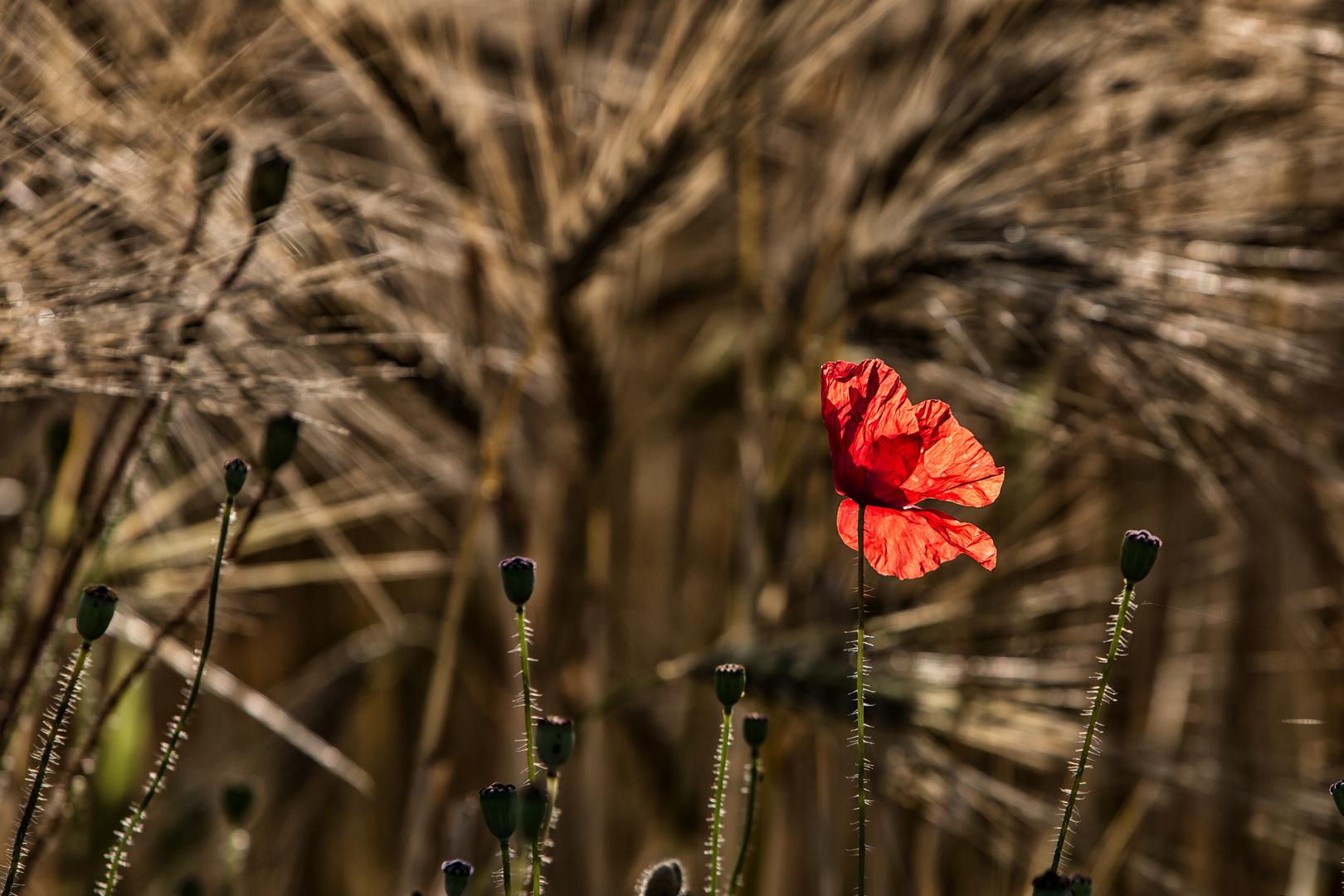 Was schönes aus der Natur