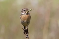 Was Schönes, was zum  Naschen: Saxicola rubicola, Schwarzkehlchen, Weibchen mit Kurzfühlerschrecke