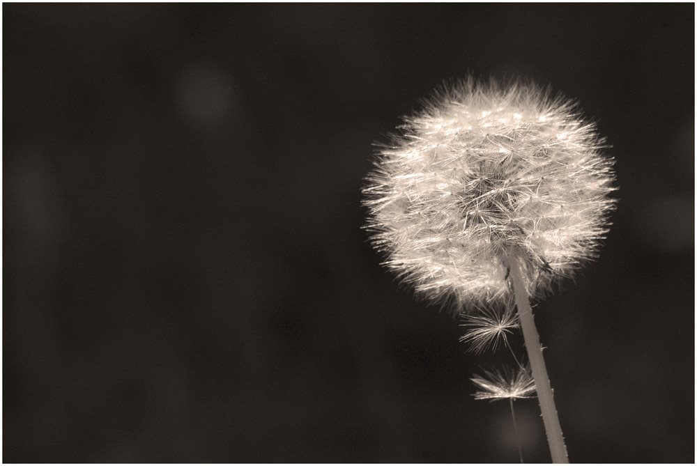 was schon... Pusteblume