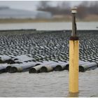 was schwimmt da im Hafen von Büsum?