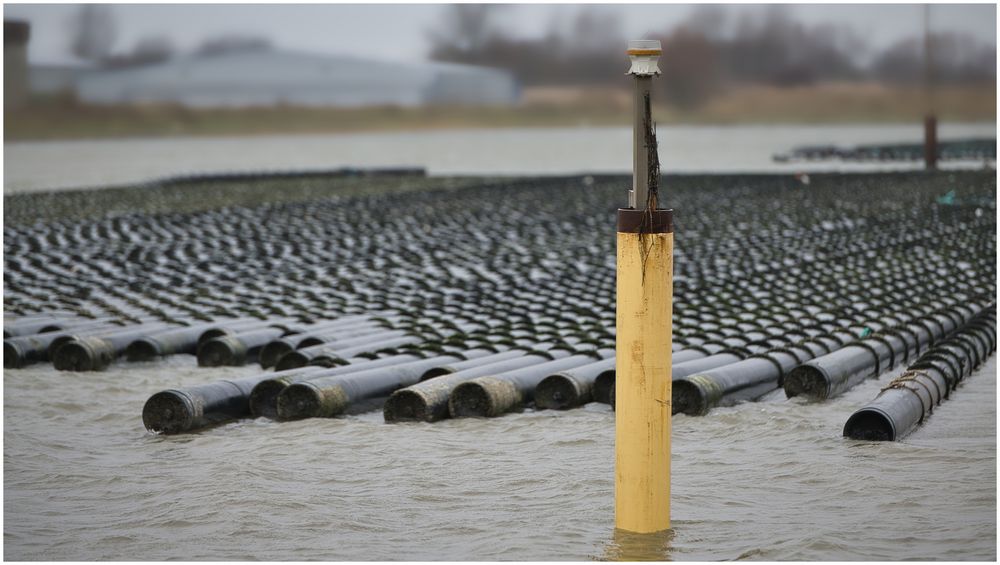 was schwimmt da im Hafen von Büsum?