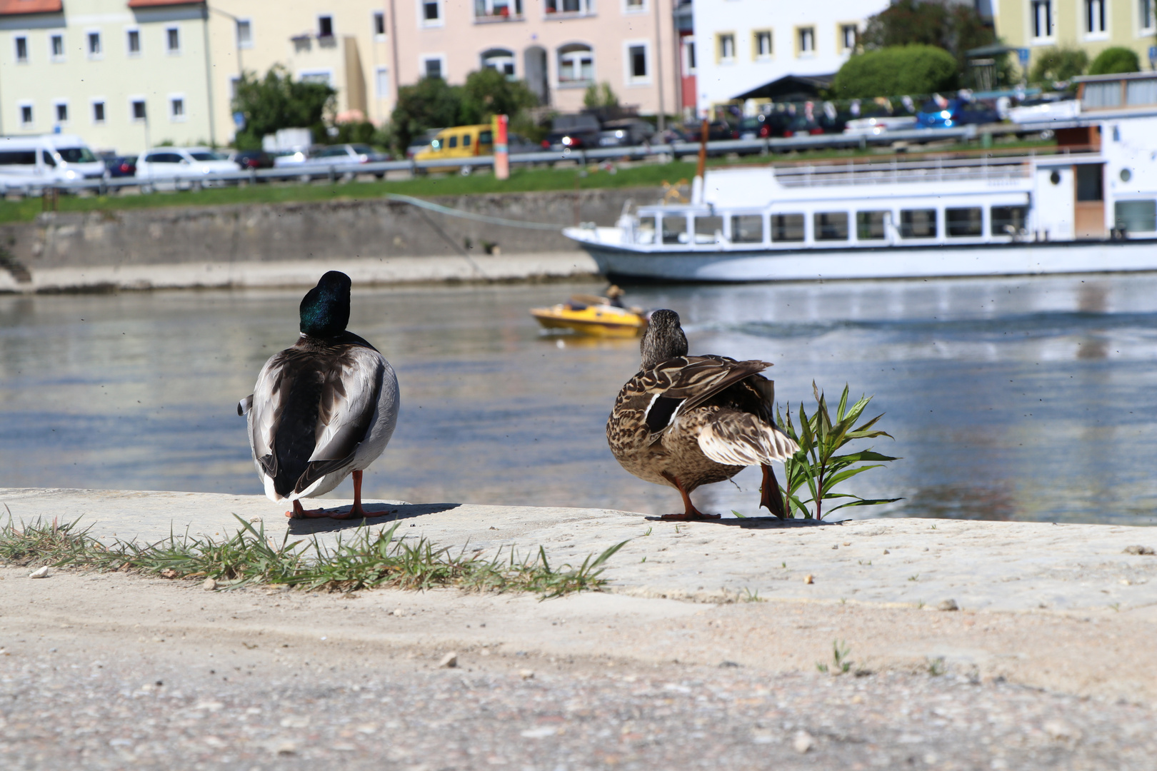 ...was schwimmt da vorbei?...