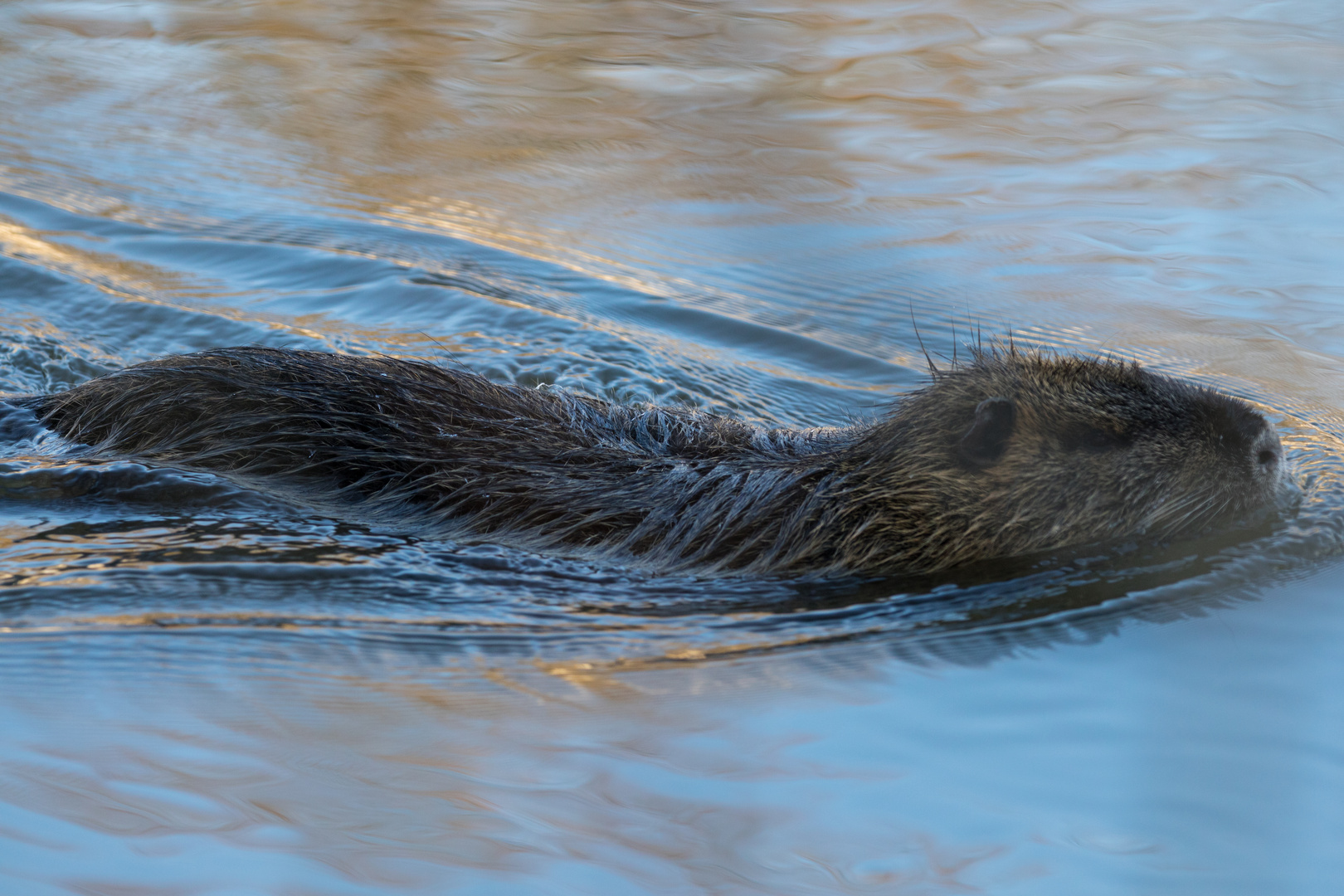 Was schwimmt denn da???