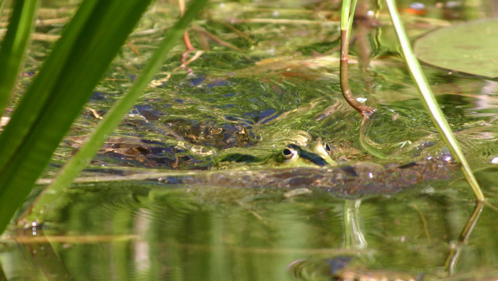 Was schwimmt denn da?