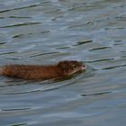 Was schwimmt denn da auf dem Nord-Ostsee-Kanal