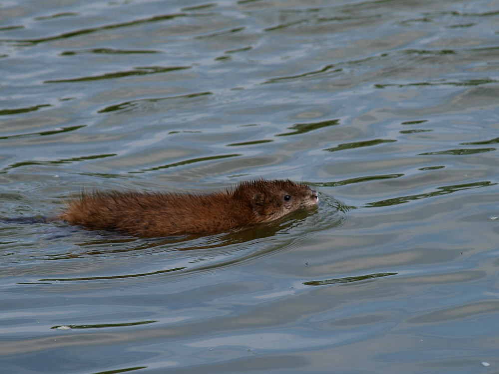 Was schwimmt denn da auf dem Nord-Ostsee-Kanal