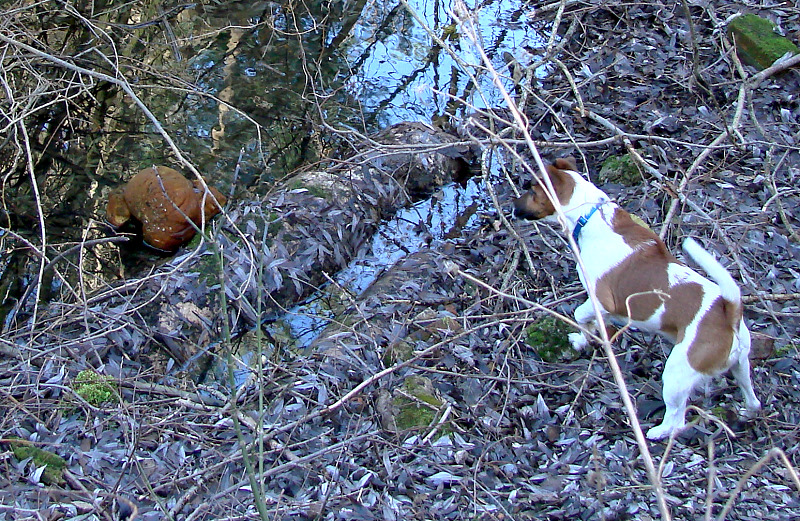 ...was schwimmt denn da in meinem wasserloch ???