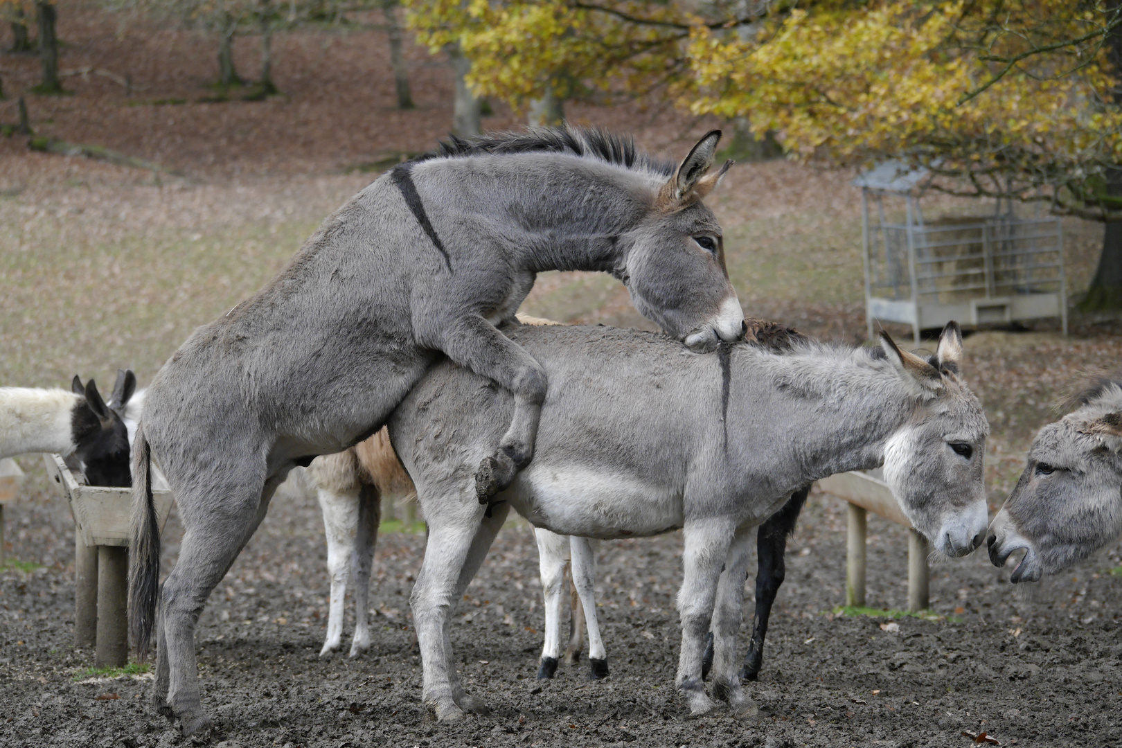 "Was sich neckt, dass liebt sich...!"