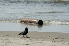 Was sich so alles am Strand herumtreibt