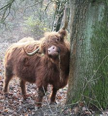 was sie brauchen-die highlands