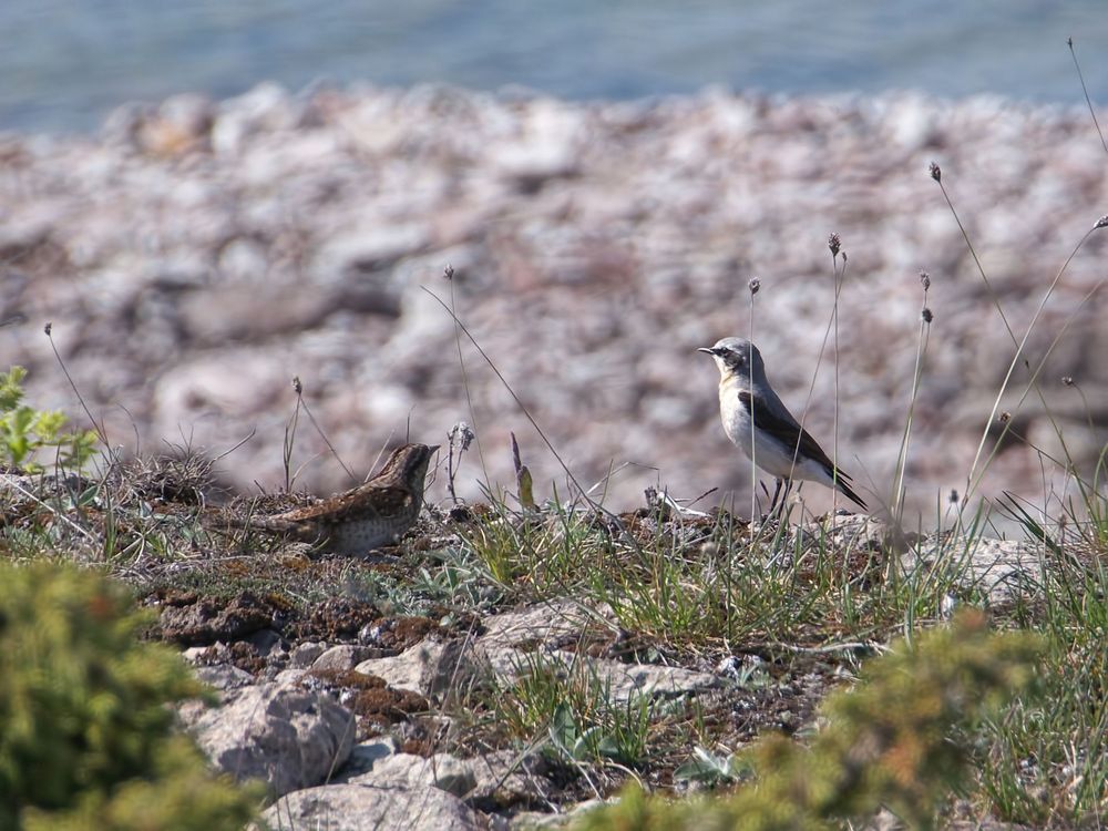 Was siehst du ? Foto & Bild natur, vögel, küste Bilder auf