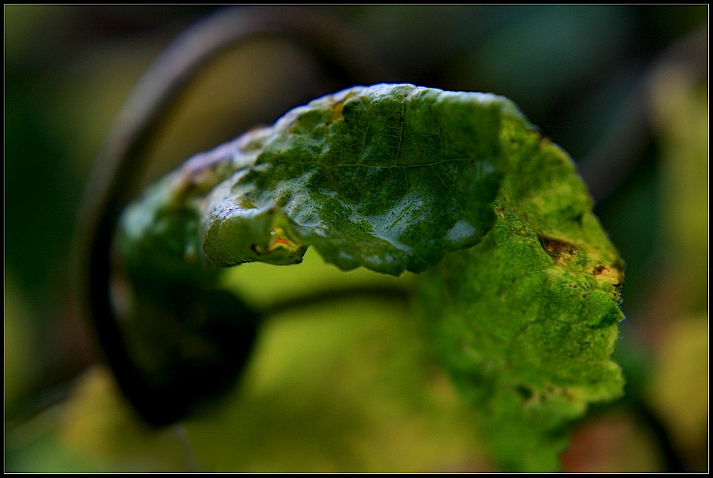 was siehst du? Foto &amp; Bild pflanzen, pilze &amp; flechten, bäume, blatt
