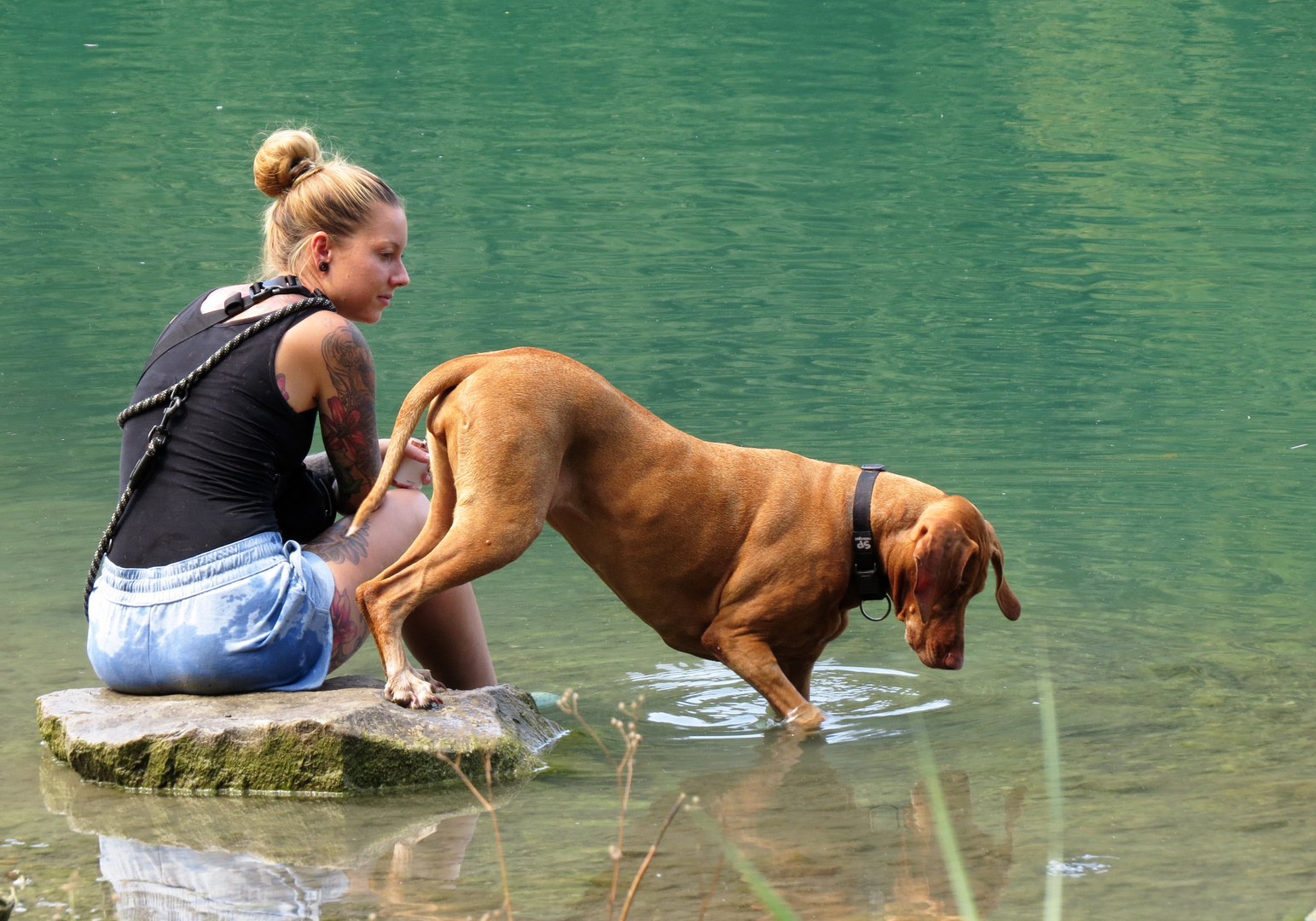 Was sieht sie, diese Hundedame?