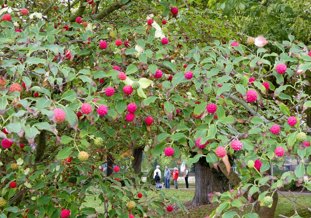 Was sind das für Beeren...?