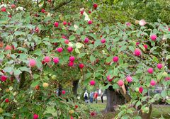 Was sind das für Beeren...?