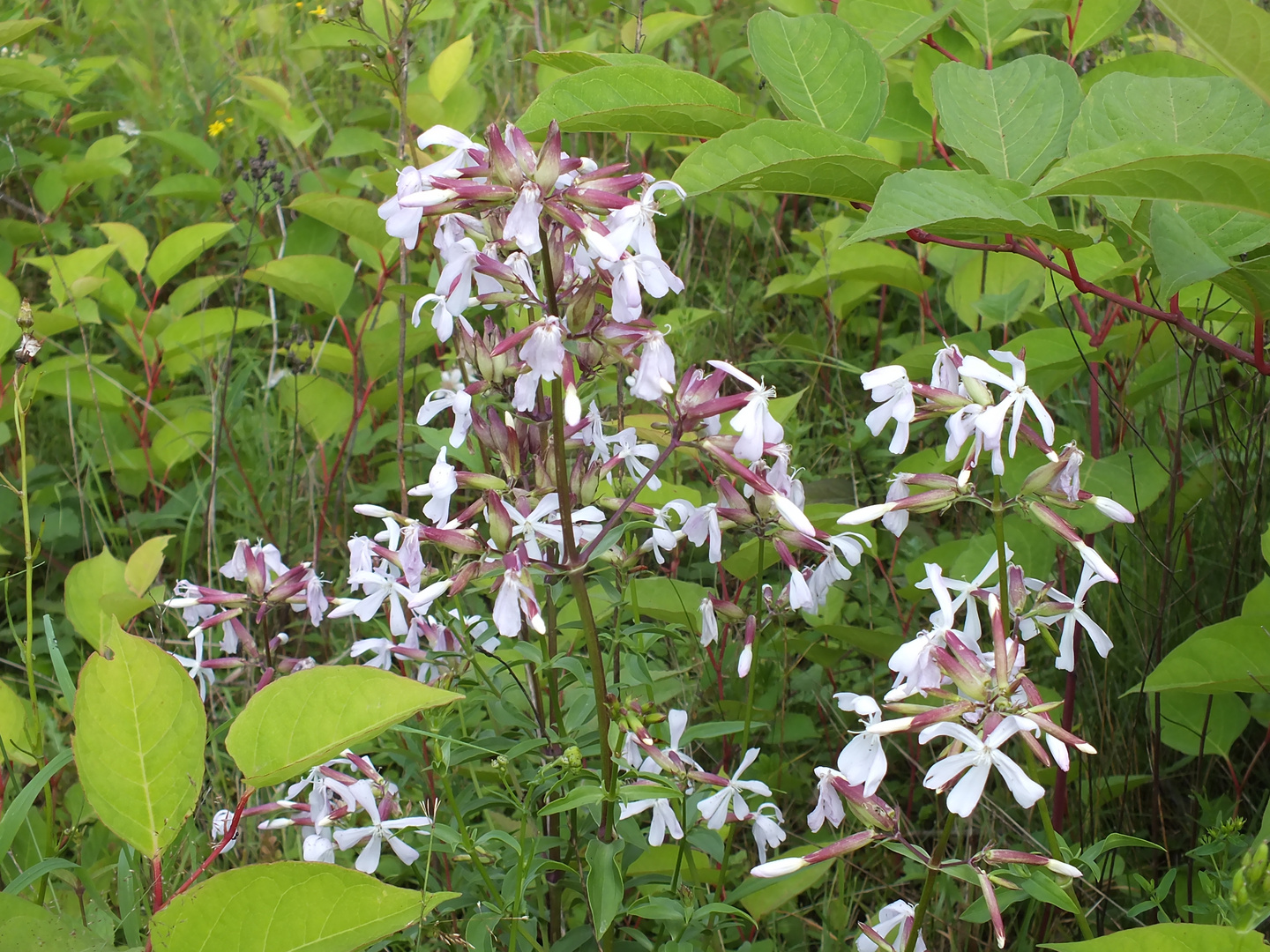 Was sind das für Blumen