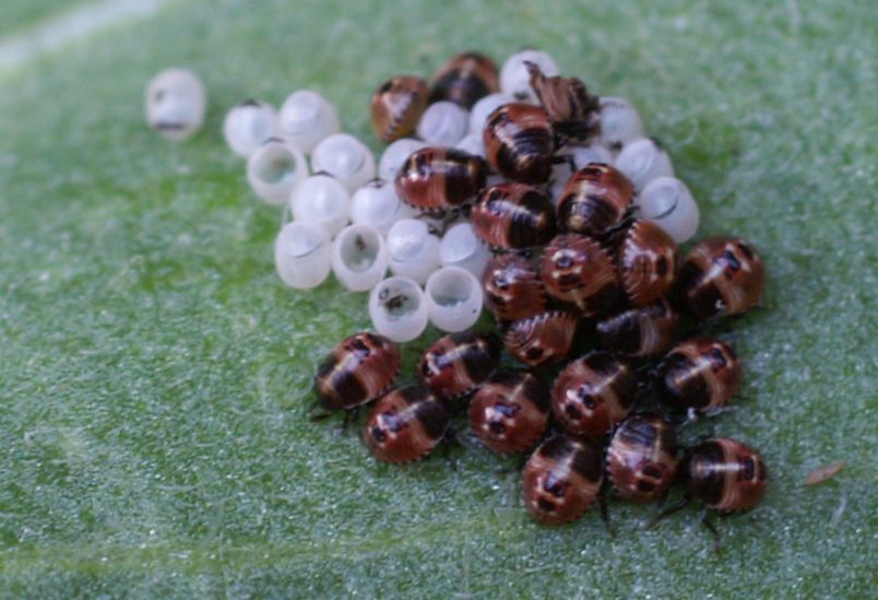 Was sind das für Käfer?